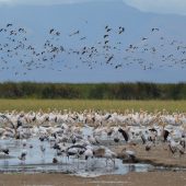  Lake Manyara, TZ